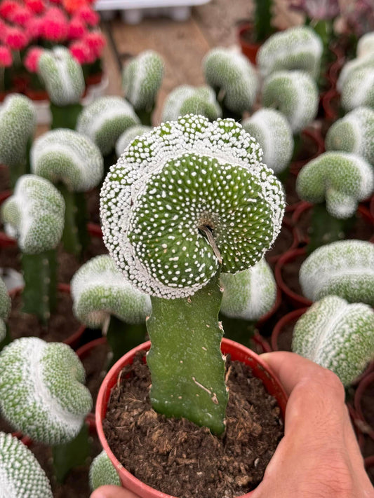 Cresta notocactus scopa