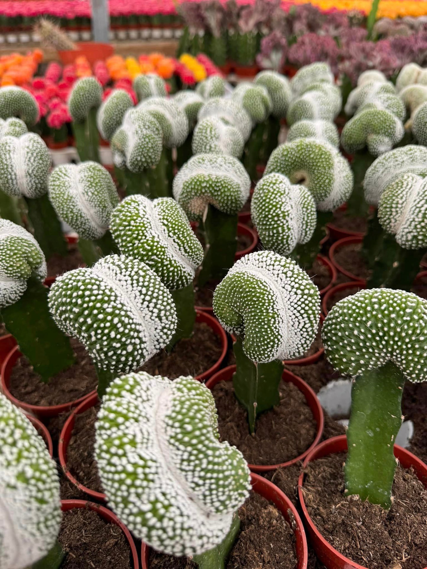 Cresta notocactus scopa