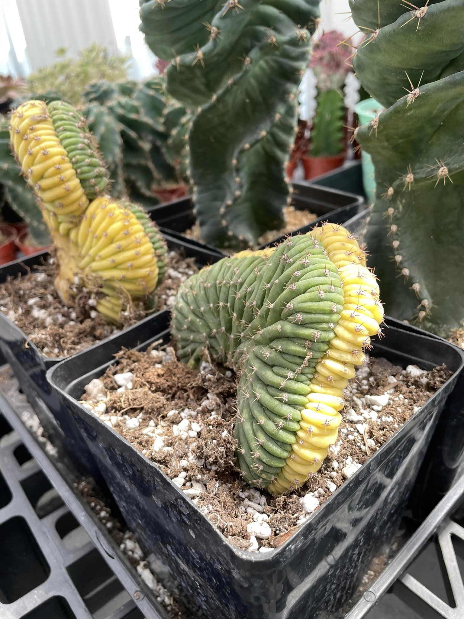 cactus san pedro crestado Cresta san Pedro Variegada – TiaJuanas Plants México