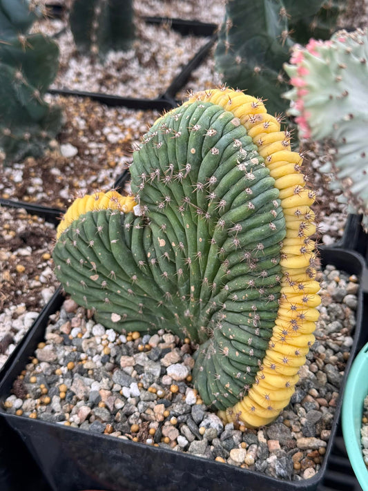 Cresta san Pedro Variegada