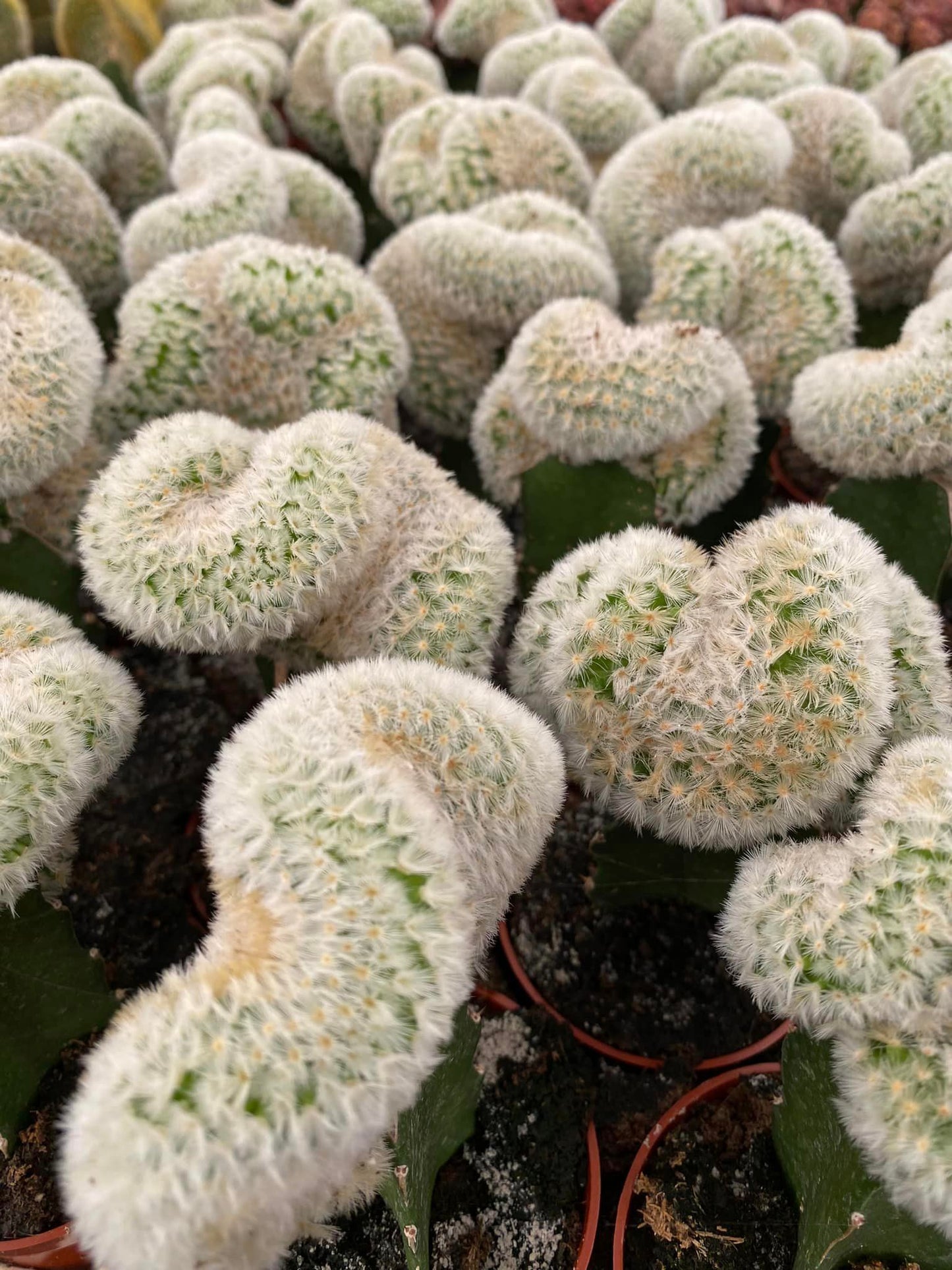 Cresta de Mammillaria carmenae