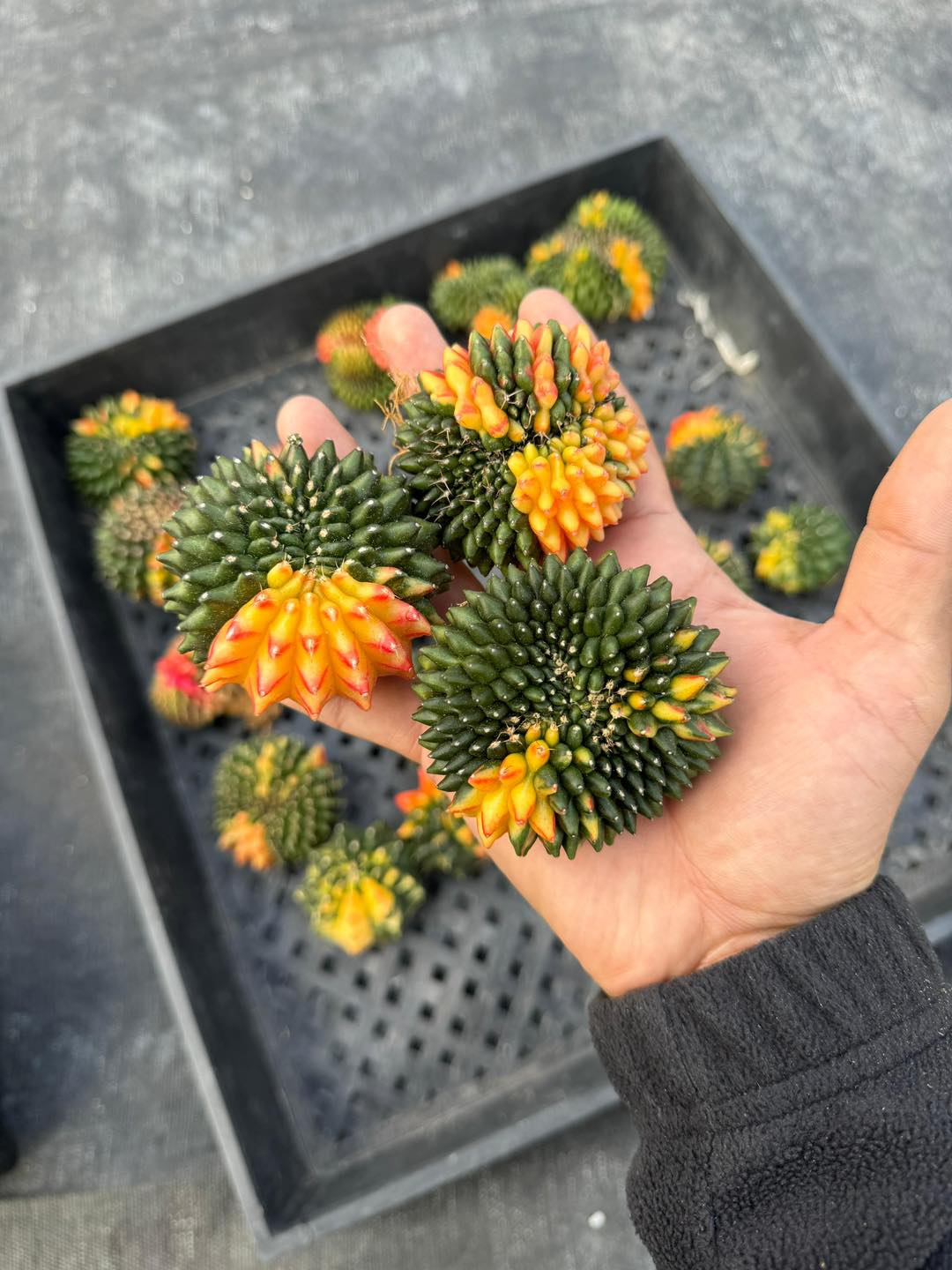 Cresta de gymnocalycium thornless Variegada