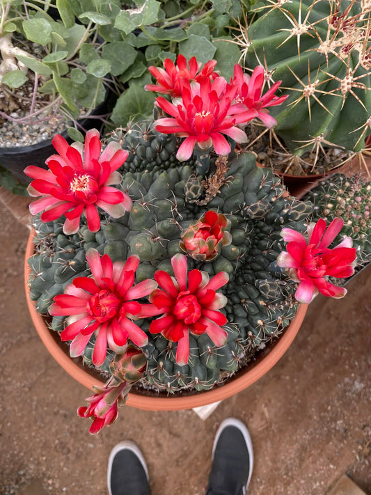 Cresta gymnocalycium baldianum mounstruoso