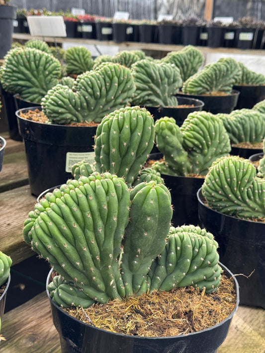 Cresta san Pedro 8”