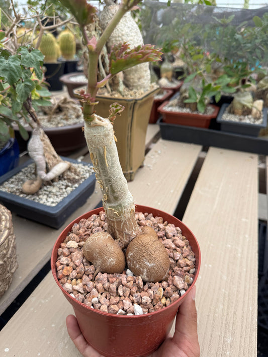 Cyphostemma ‘fat bastard’