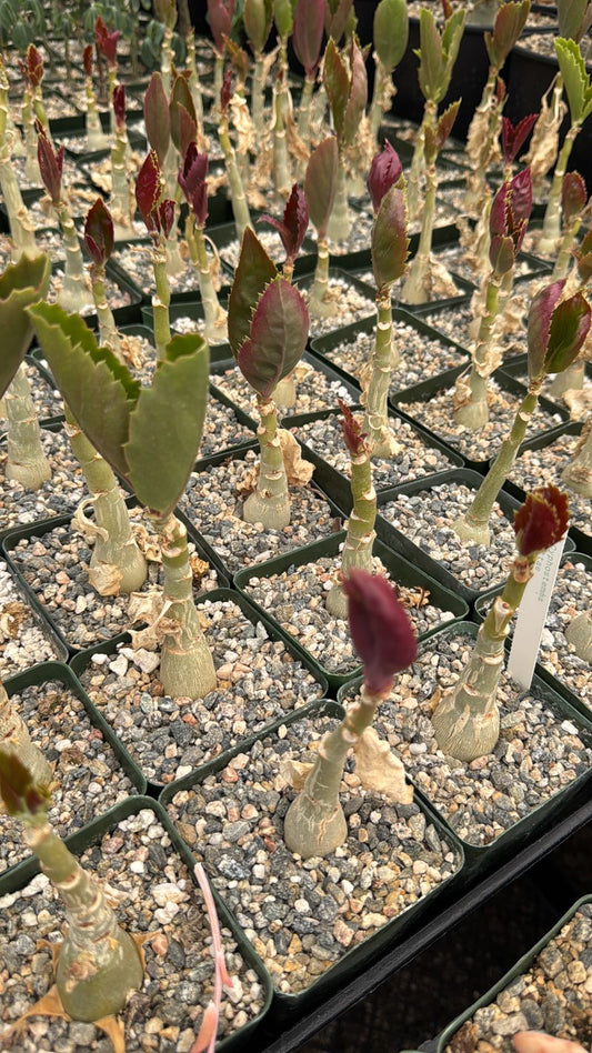 Cyphostemma juttae