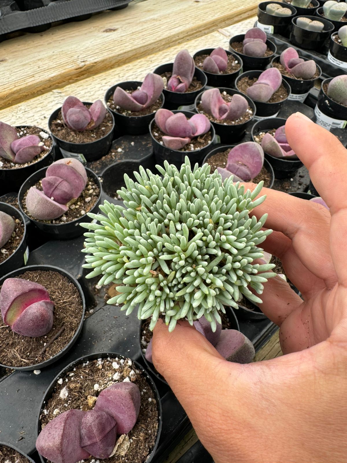 Delosperma sphalmanthoides