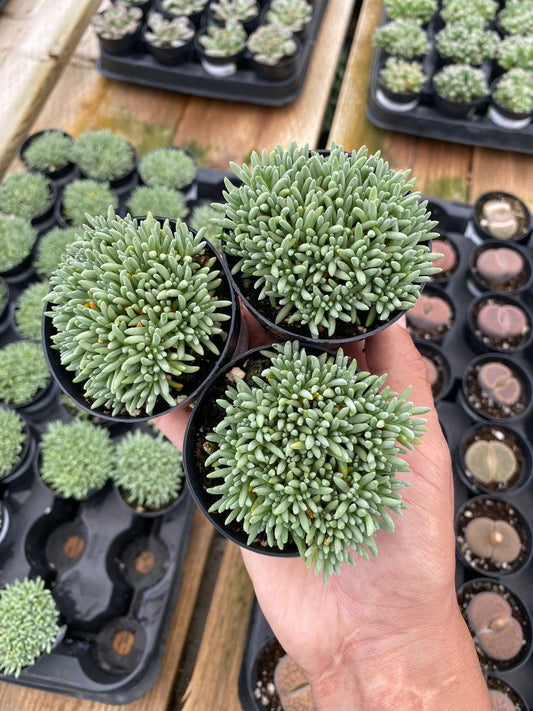 Delosperma sphalmanthoides