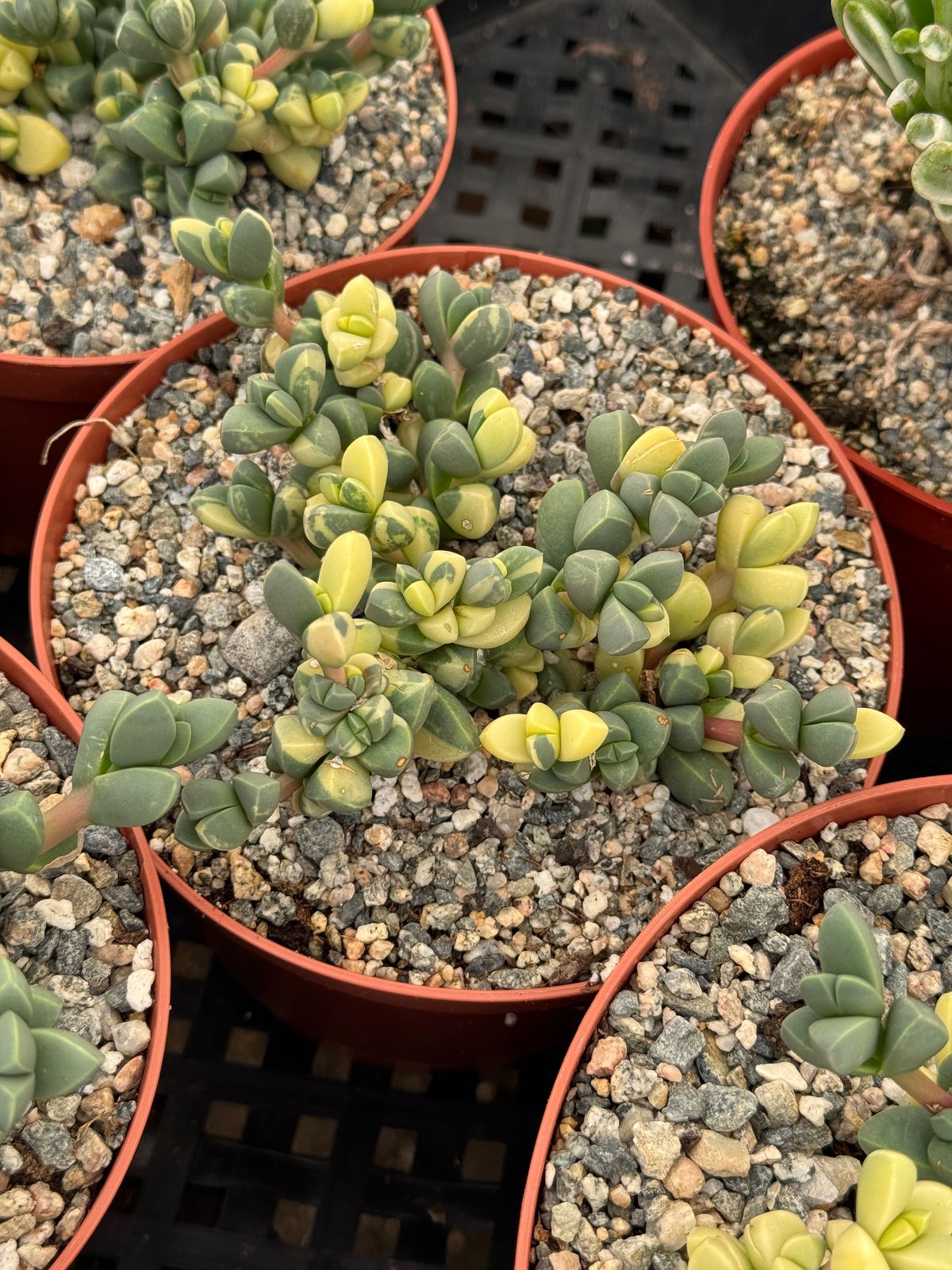 Delosperma lehmannii variegado cluster 6”