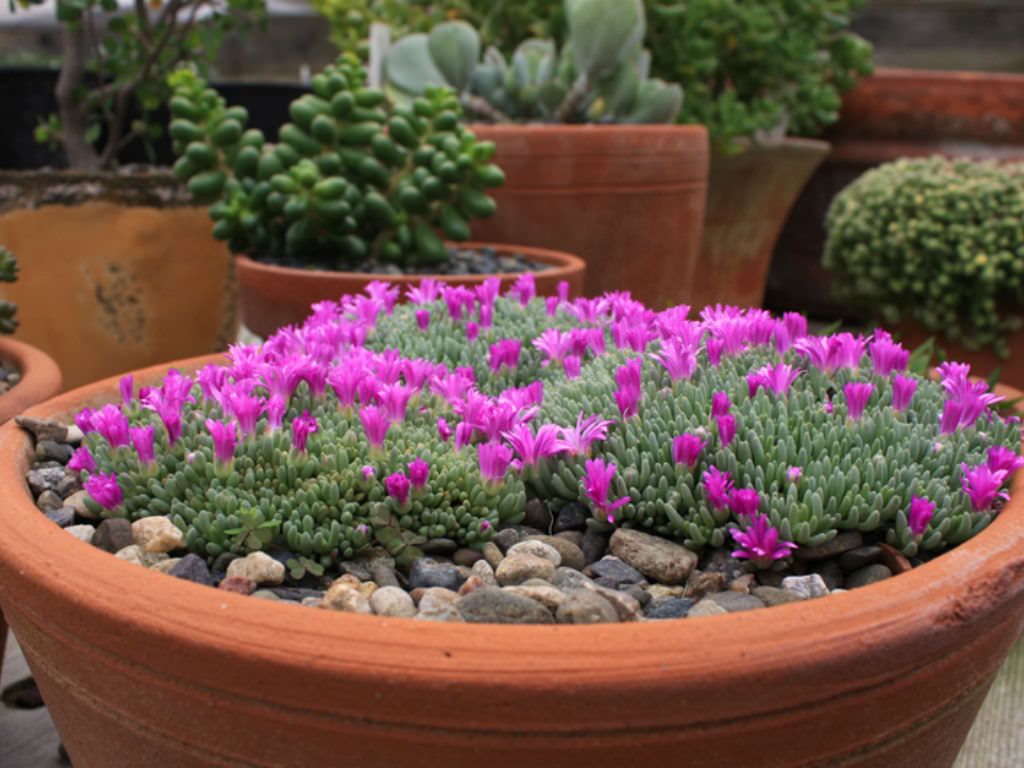 Delosperma sphalmanthoides