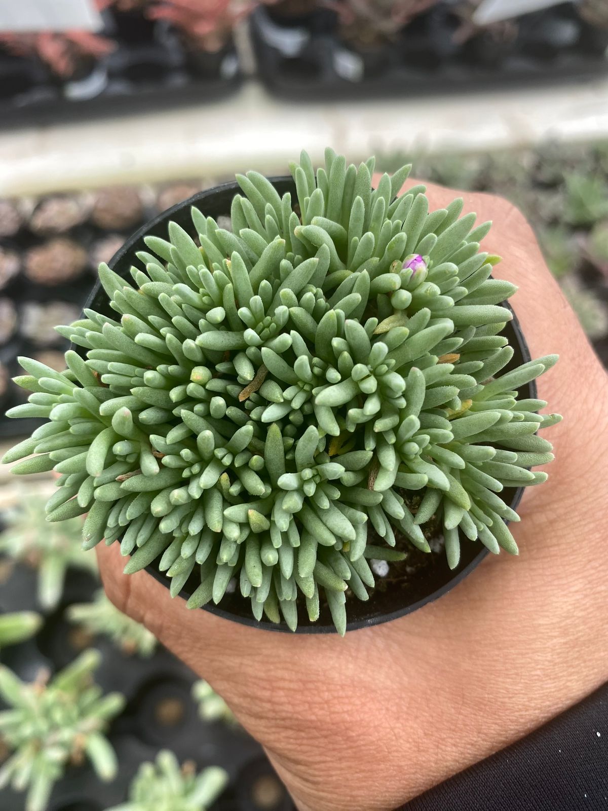 Delosperma sphalmanthoides