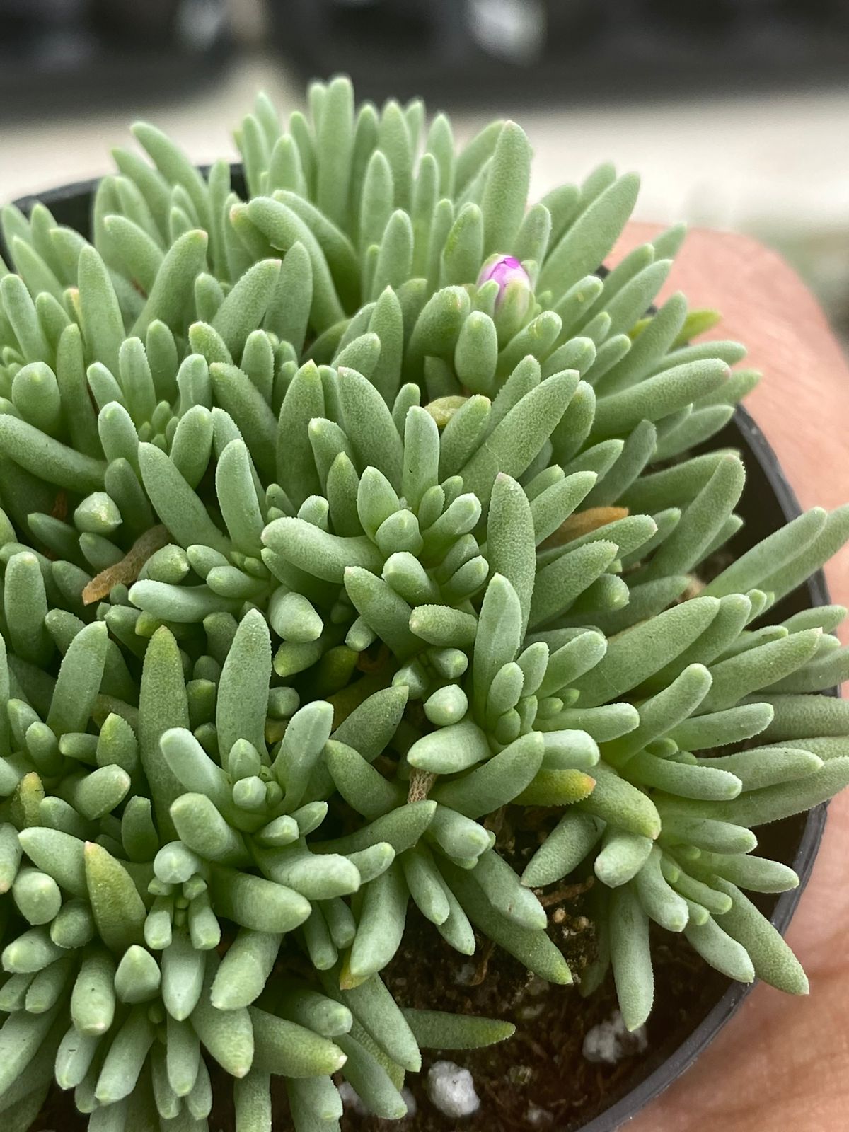 Delosperma sphalmanthoides