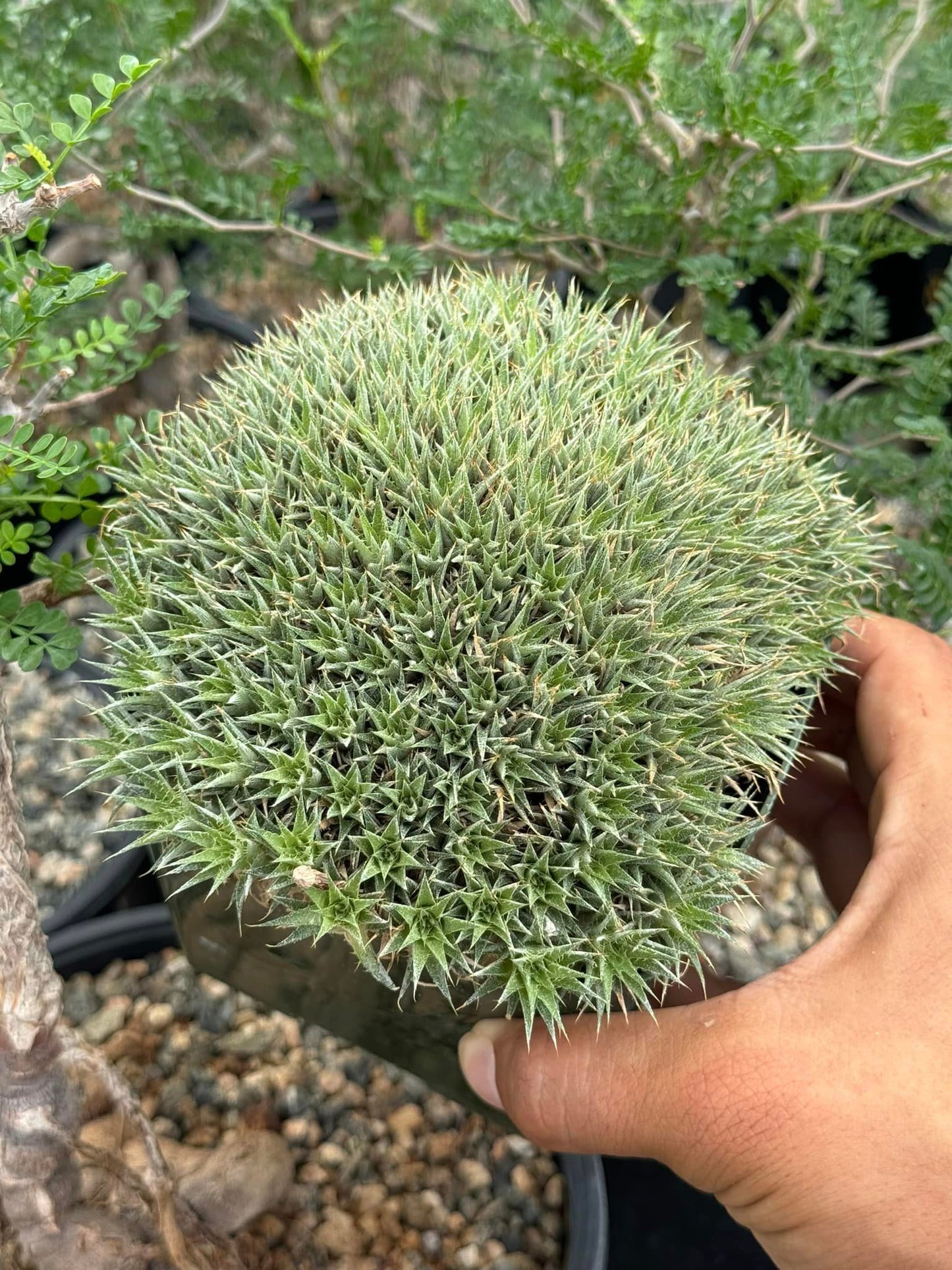 Deuterochnia brevifolia 5”