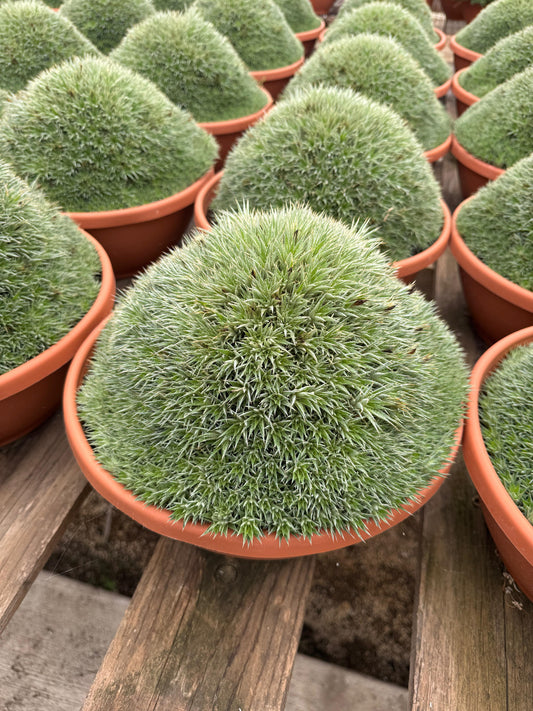 Deuterochnia brevifolia
