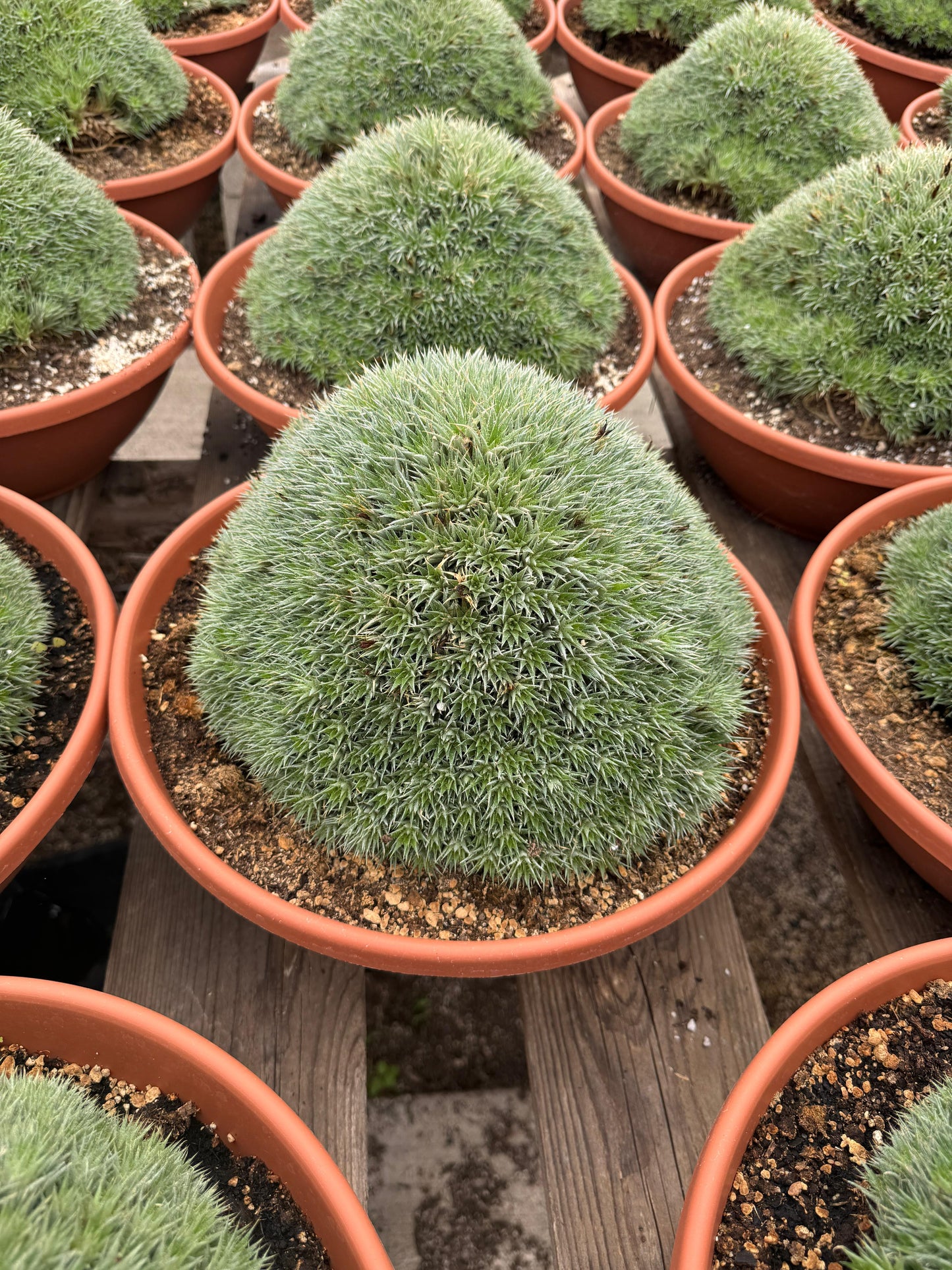 Deuterochnia brevifolia