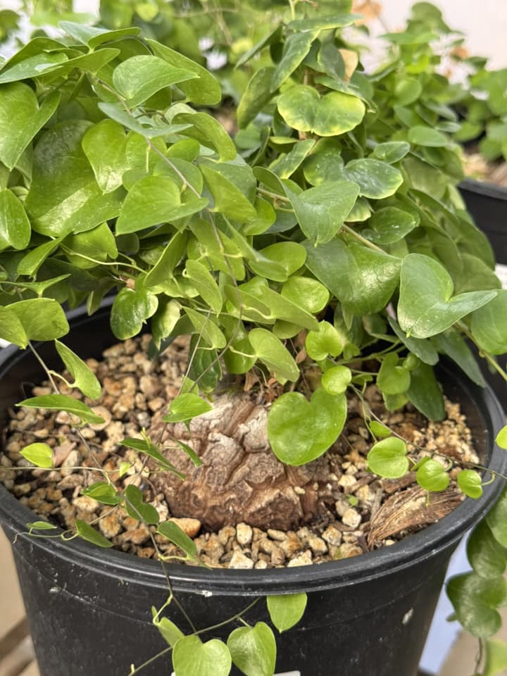Dioscorea elephantipes ‘montana’