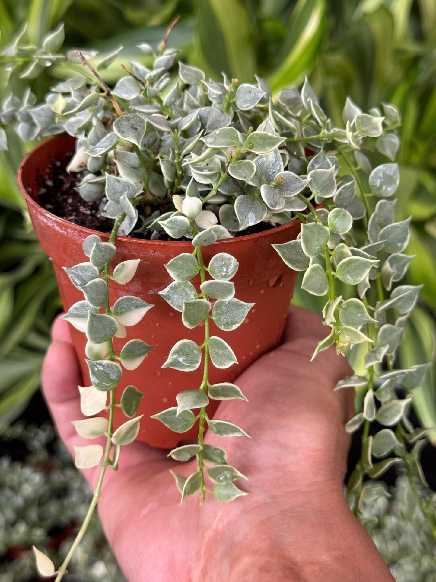 Dischidia millón de corazones Variegada