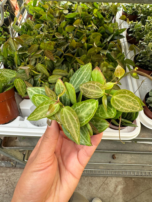 Dischidia watermelon