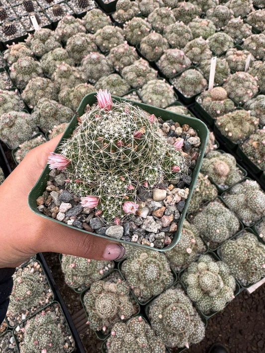 Dolichothele albescens