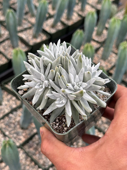 Dudleya gnoma cluster