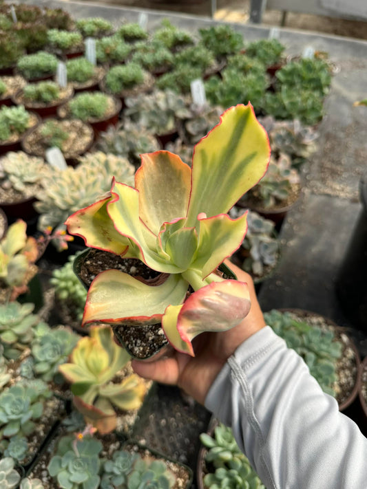 Echeveria Flamingo Variegada