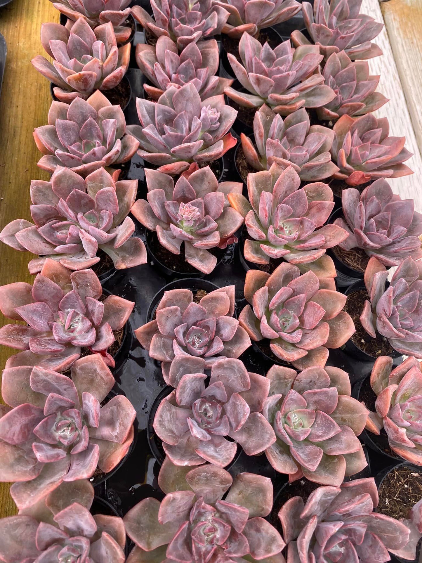 Echeveria Jessica