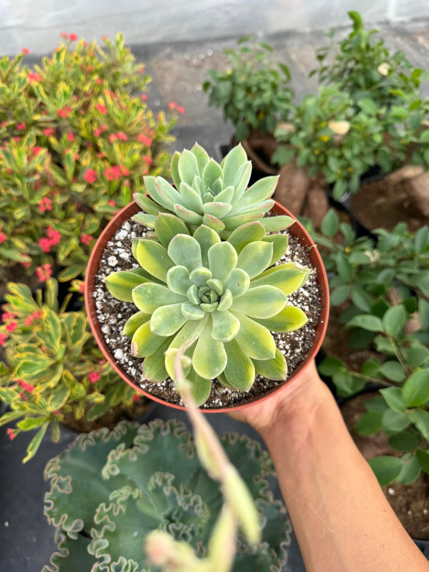 Echeveria King midas dos cabezas Variegada