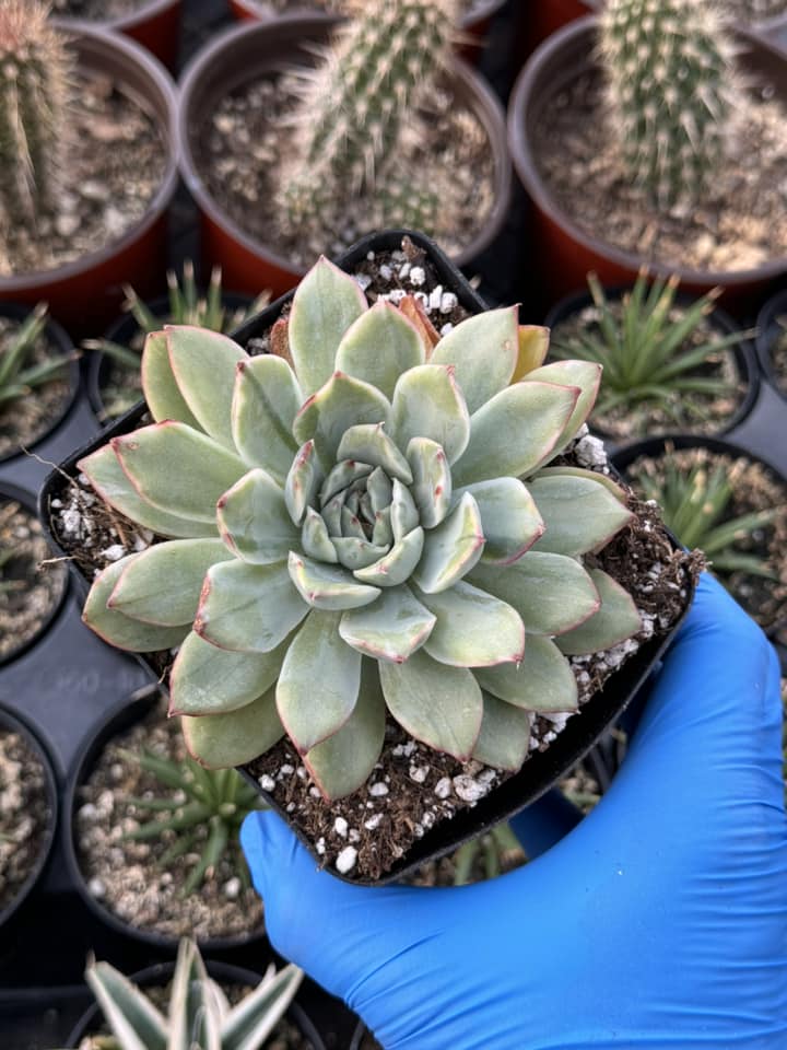 Echeveria Lotus Variegada