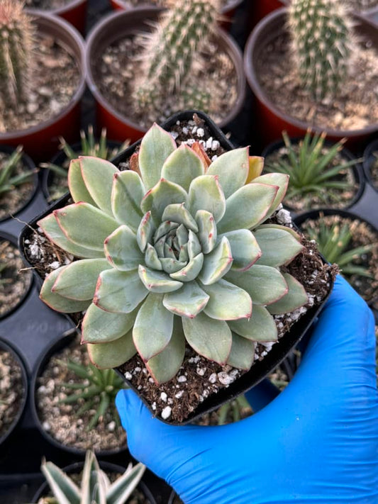 Echeveria Lotus Variegada