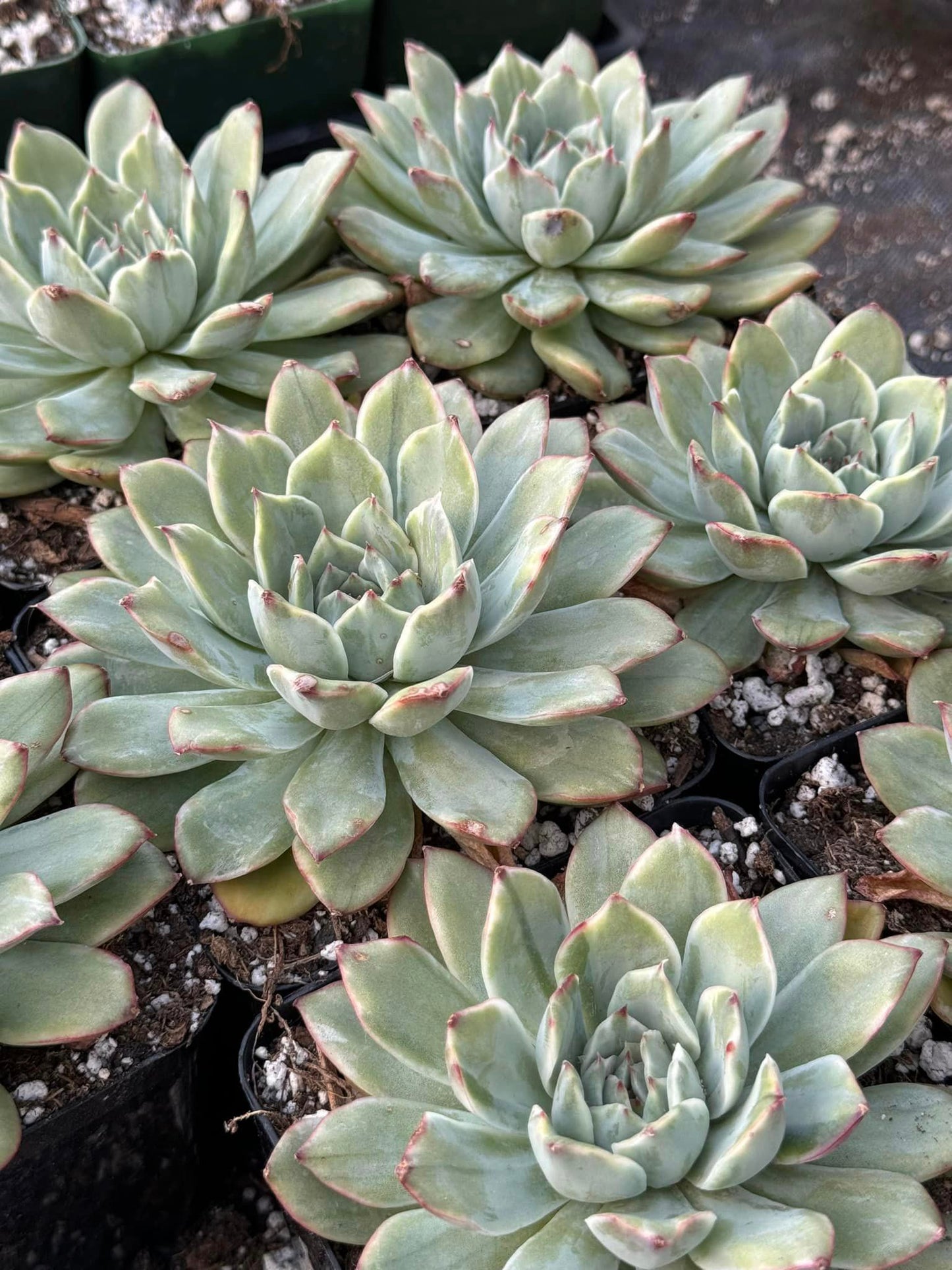 Echeveria Lotus Variegada