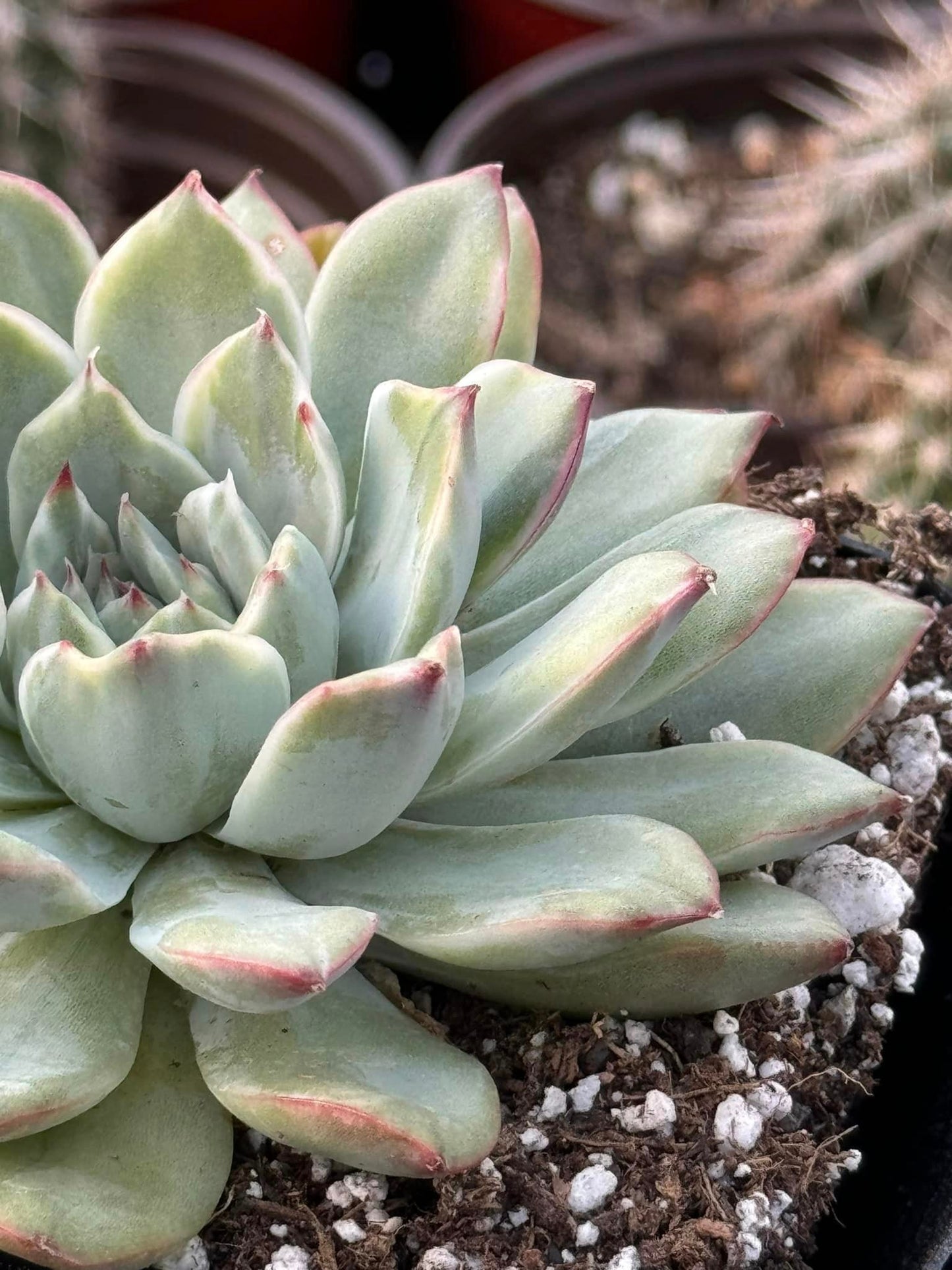 Echeveria Lotus Variegada