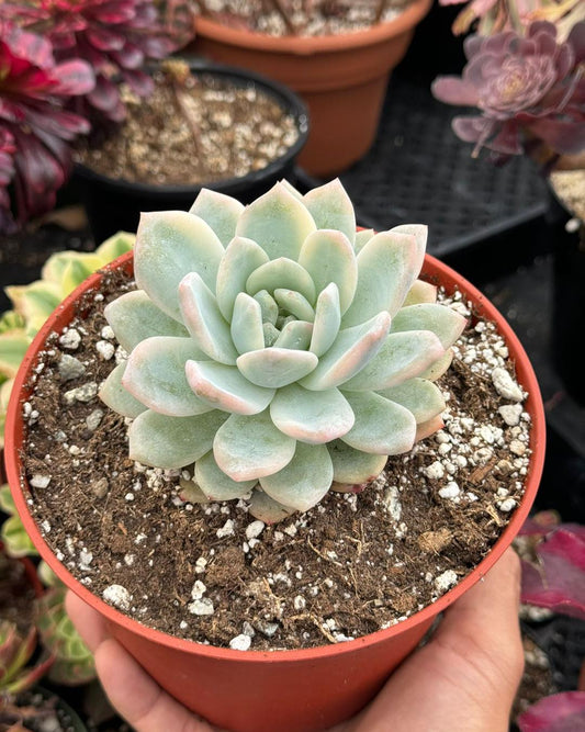 Echeveria 'Monroe' Variegada