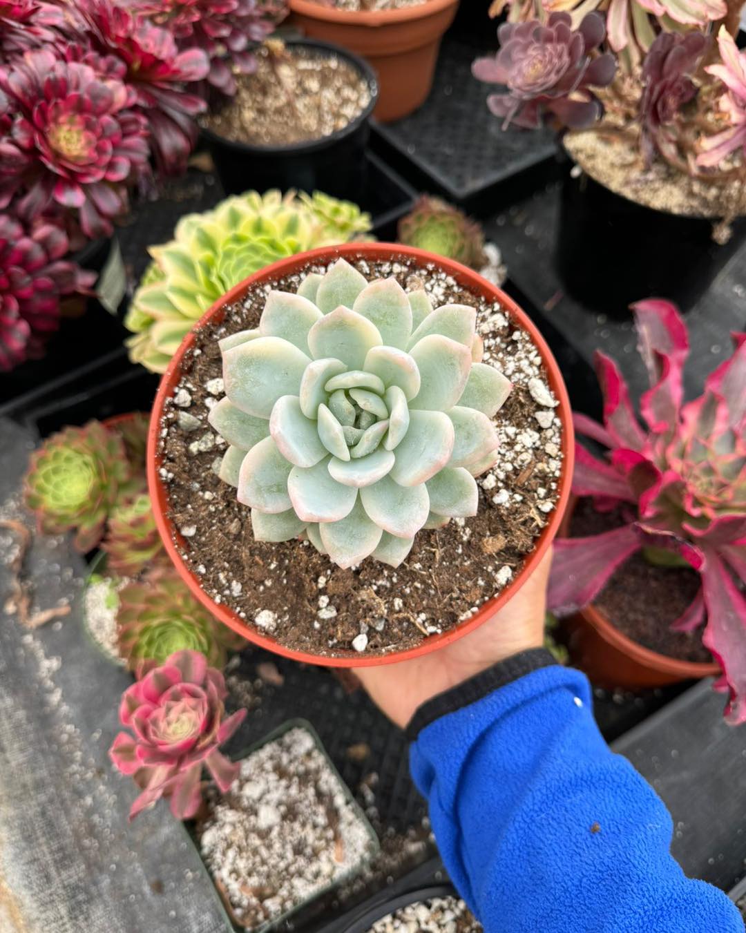 Echeveria 'Monroe' Variegada