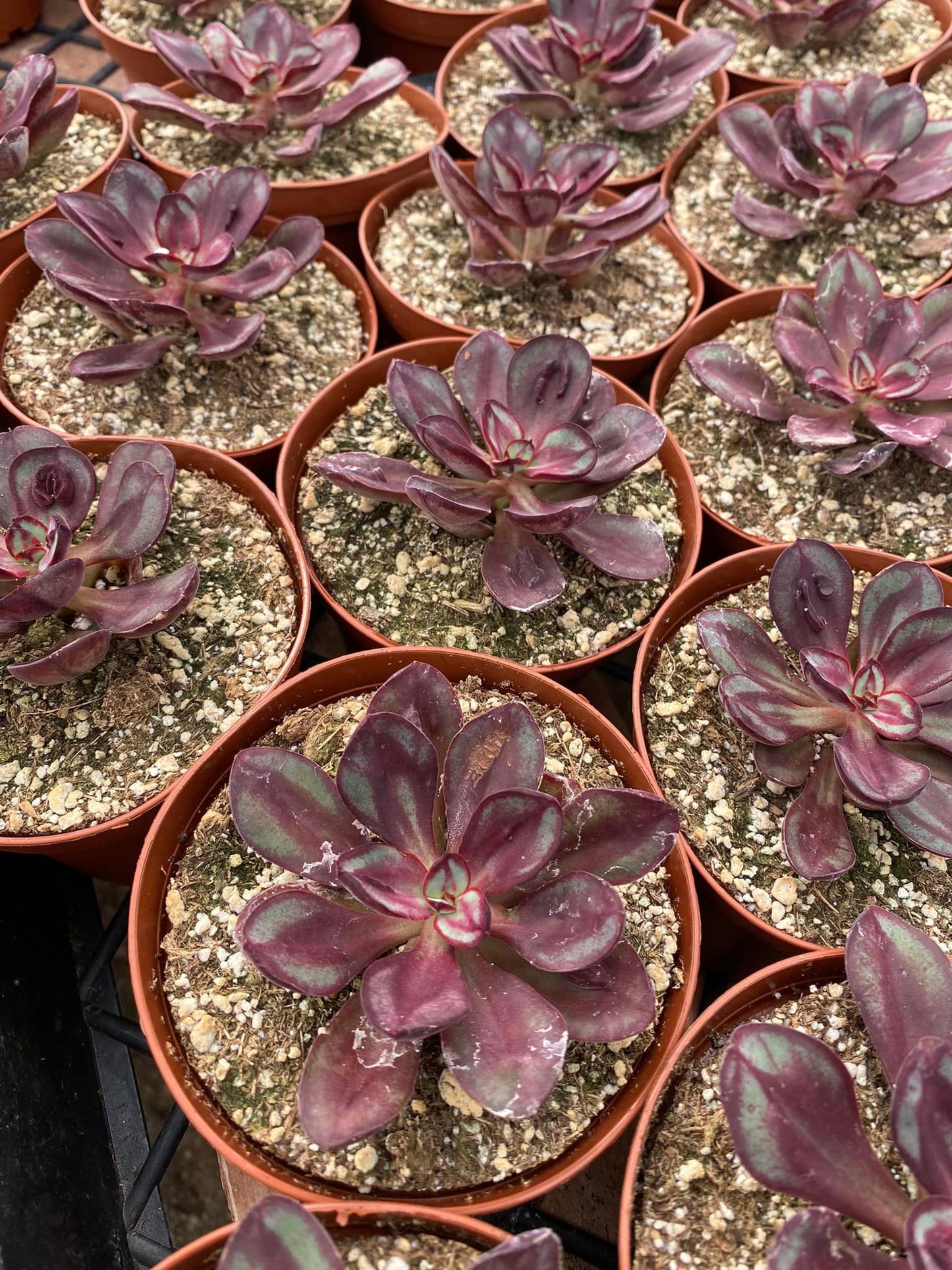 Echeveria Nodulosa ‘maruba benitsukasa’