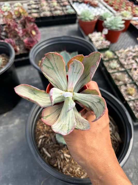 Echeveria Paul bunyan mutación