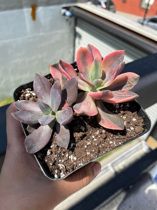 Echeveria Primadonna