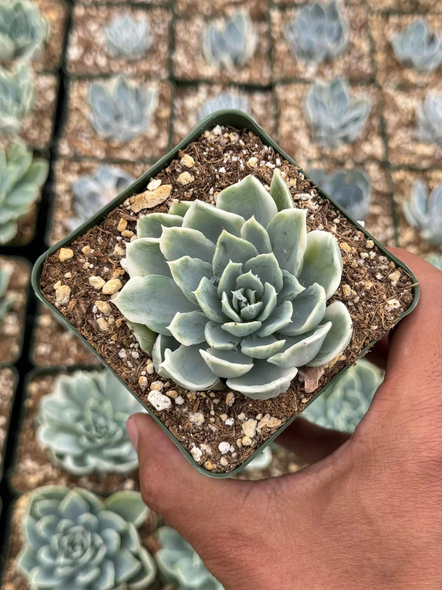 Echeveria rocio variegada