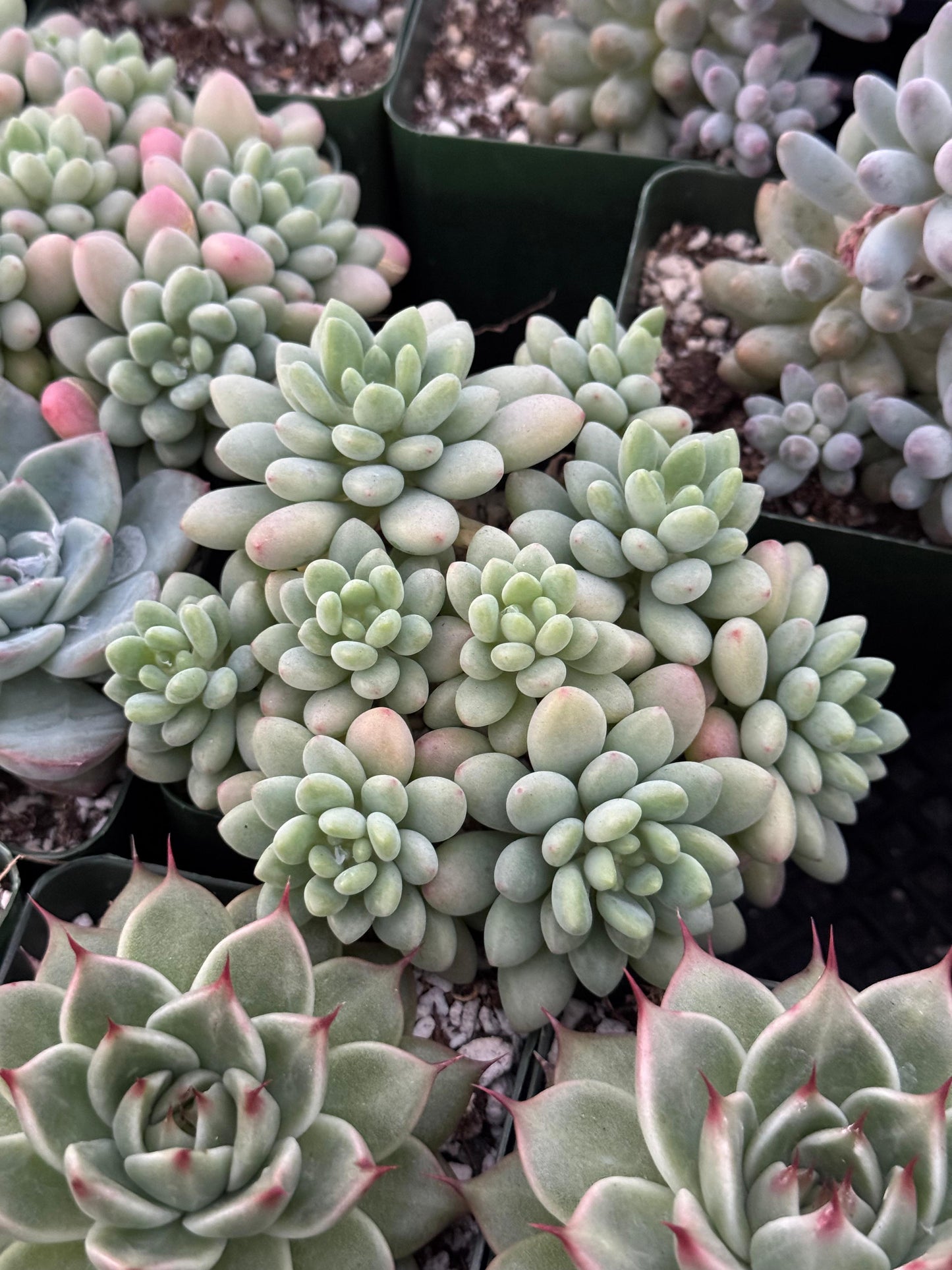 Echeveria Rococo cluster