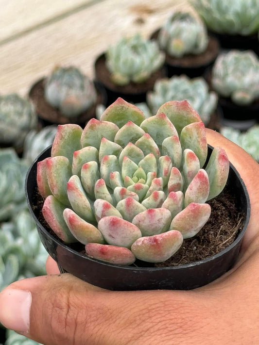 Echeveria Ruby kissed