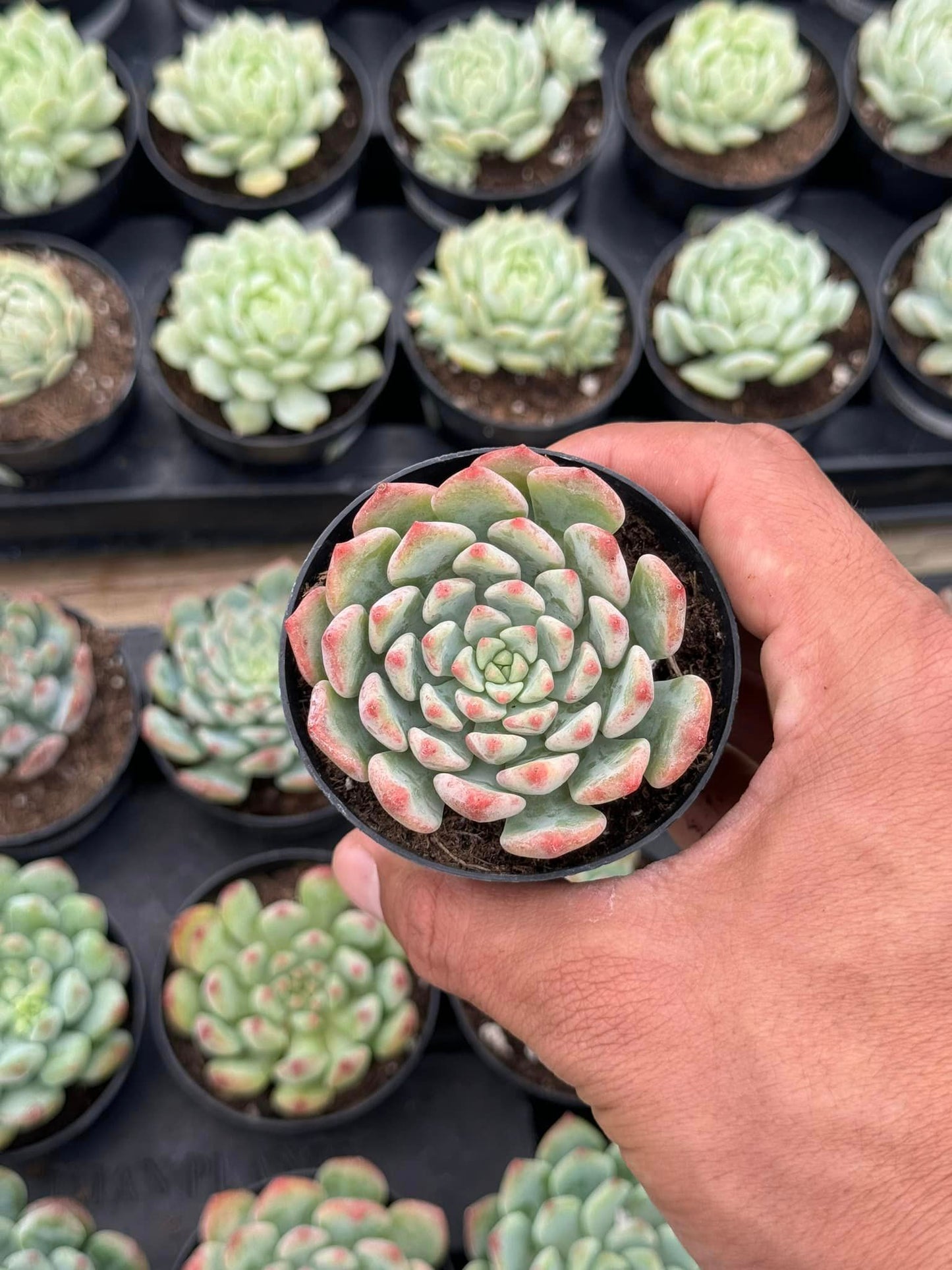 Echeveria Ruby kissed