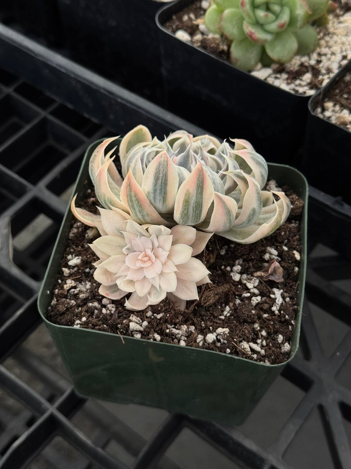 Echeveria Sophia variegado cluster