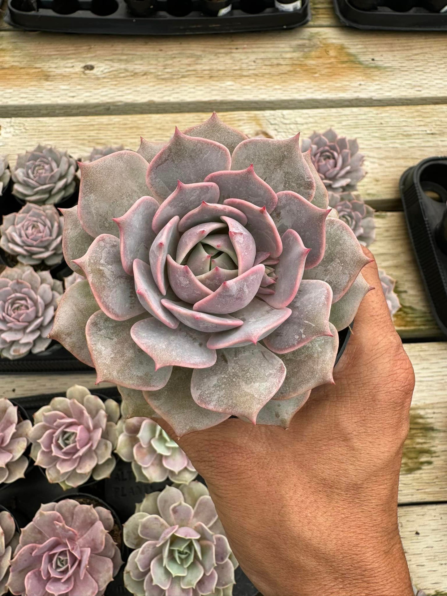 Echeveria 'Lola Pink Diamond' y 'Ángel Kiss'