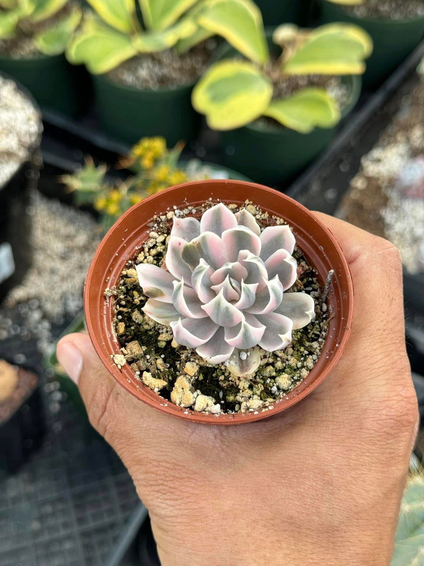 Echeveria Sophia Variegada