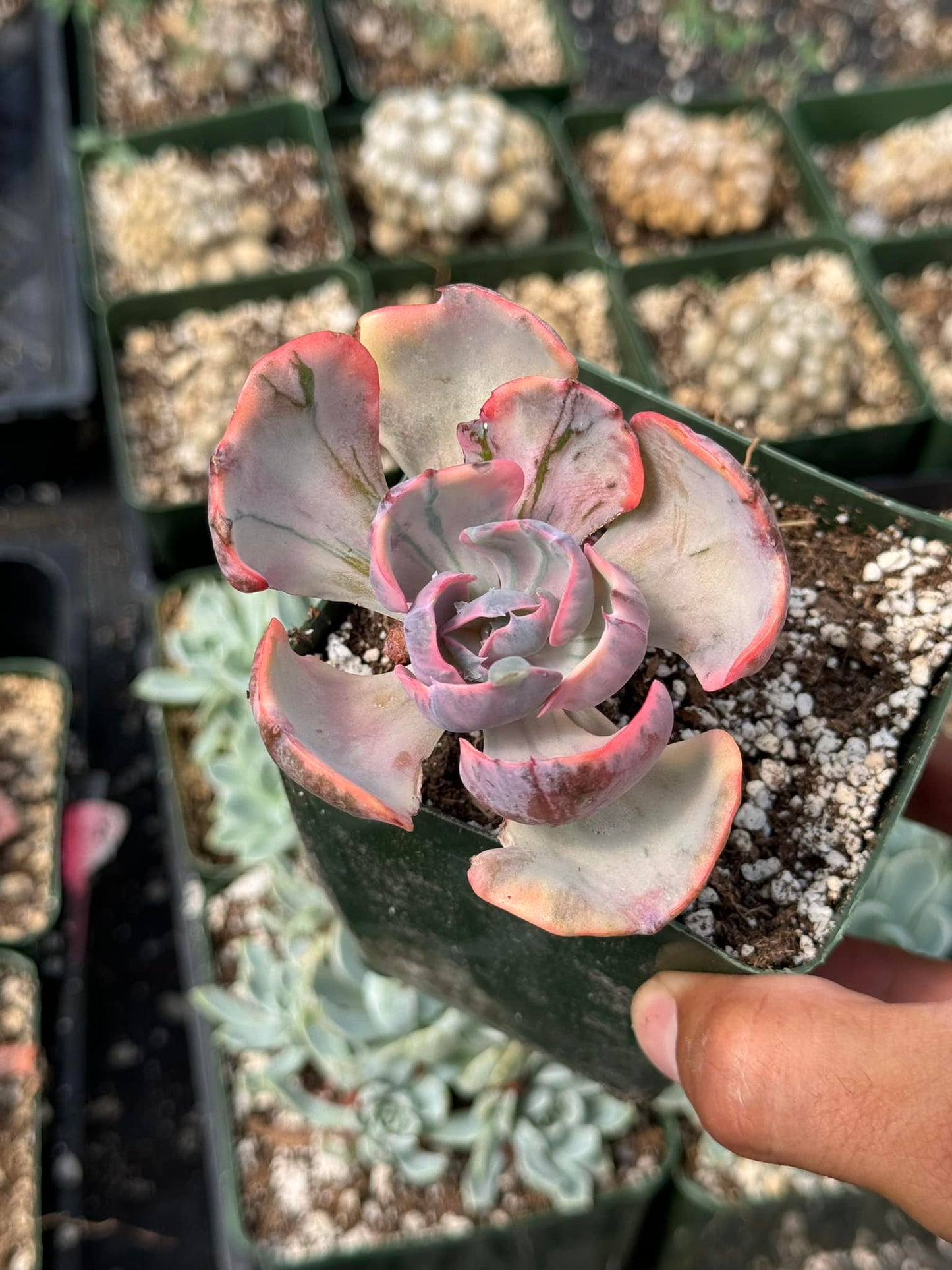 Echeveria beyonce