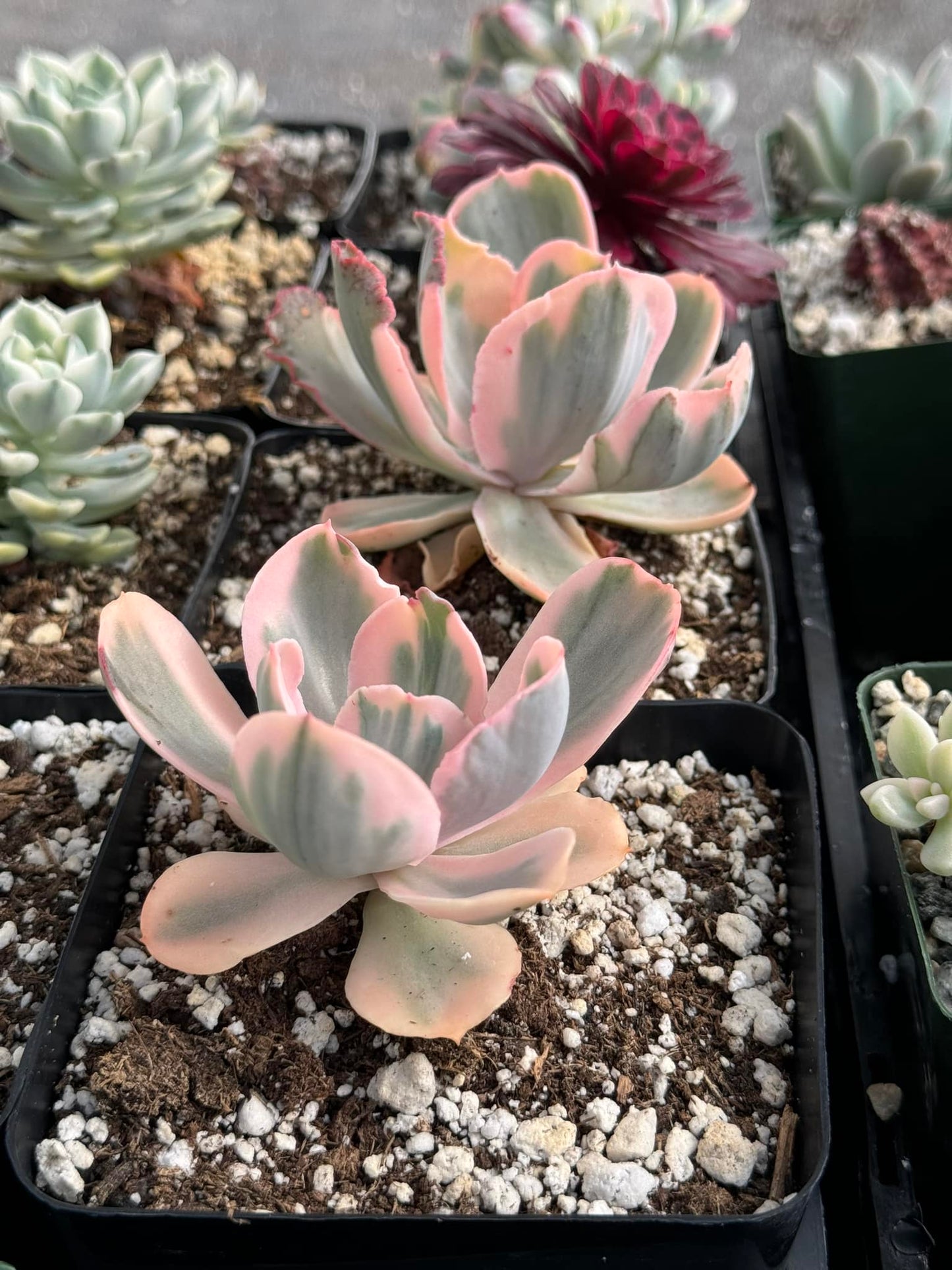 Echeveria chantilly pink ángel