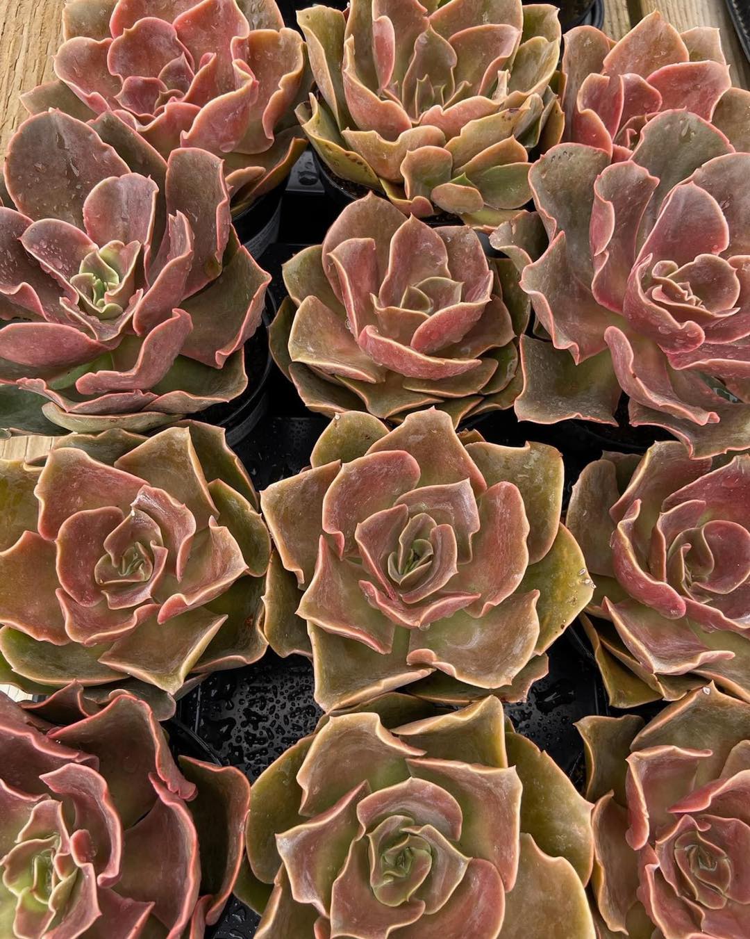 Echeveria fireglow