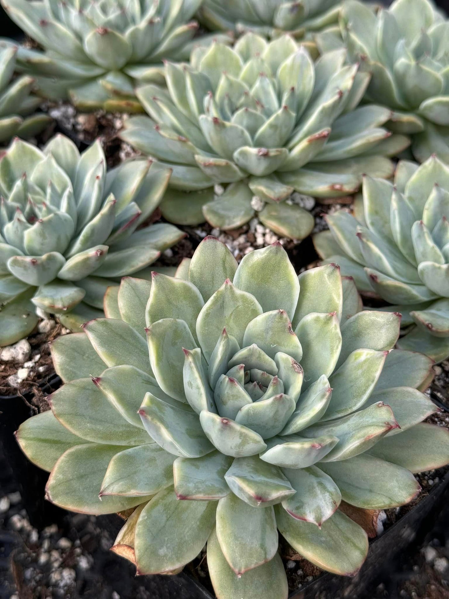 Echeveria Lotus Variegada