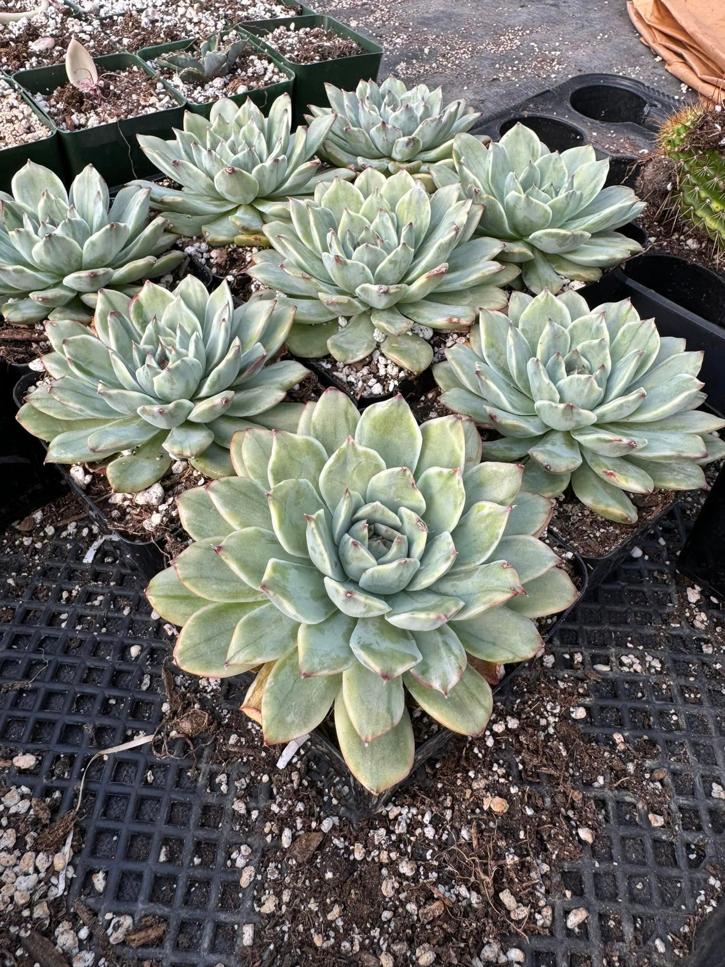 Echeveria Lotus Variegada