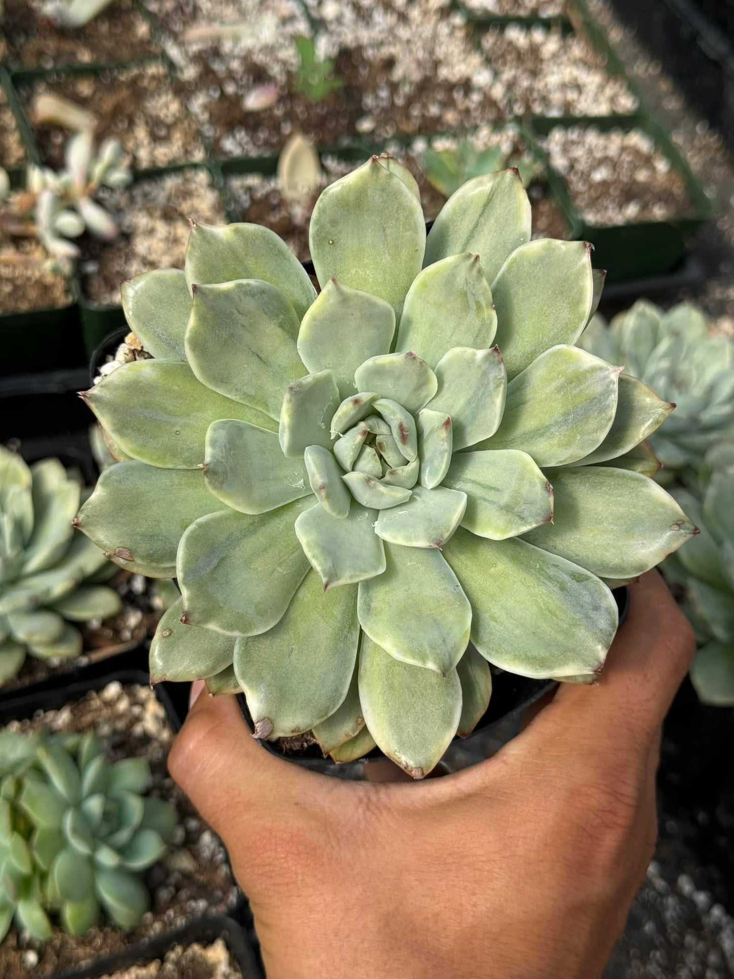 Echeveria Lotus Variegada