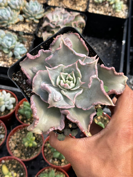 Echeveria Madiba caranculada